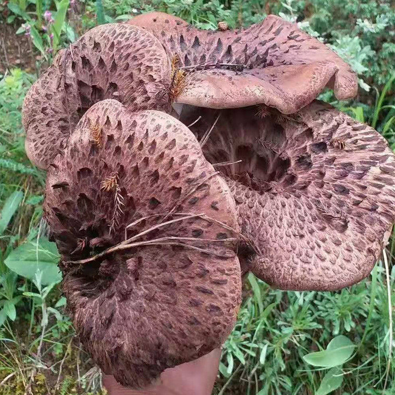 新鲜黑虎掌菌野生獐子菌鹅蛋菌牛肝菌青菌四川甘孜州营养食用蘑菇