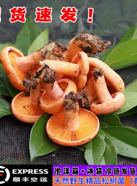 湖南野生枞菌新鲜菌蘑菇枞菌寒菌雁鹅菌松树菌雁鹅菌三九菇500g