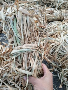干姜叶 女人坐月子洗头宝宝感冒泡澡泡脚 姜苗干 姜秧 500g 包邮