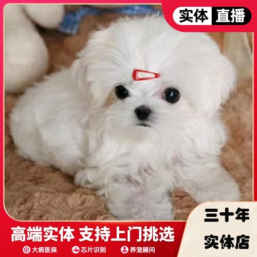 马尔济斯犬纯种血统韩版小体