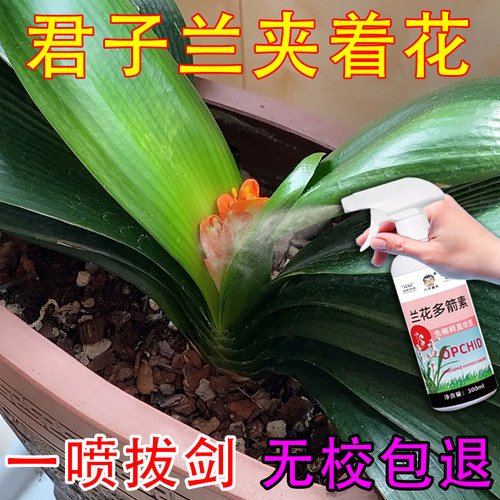 君子兰夹箭促箭开花专用肥营养液