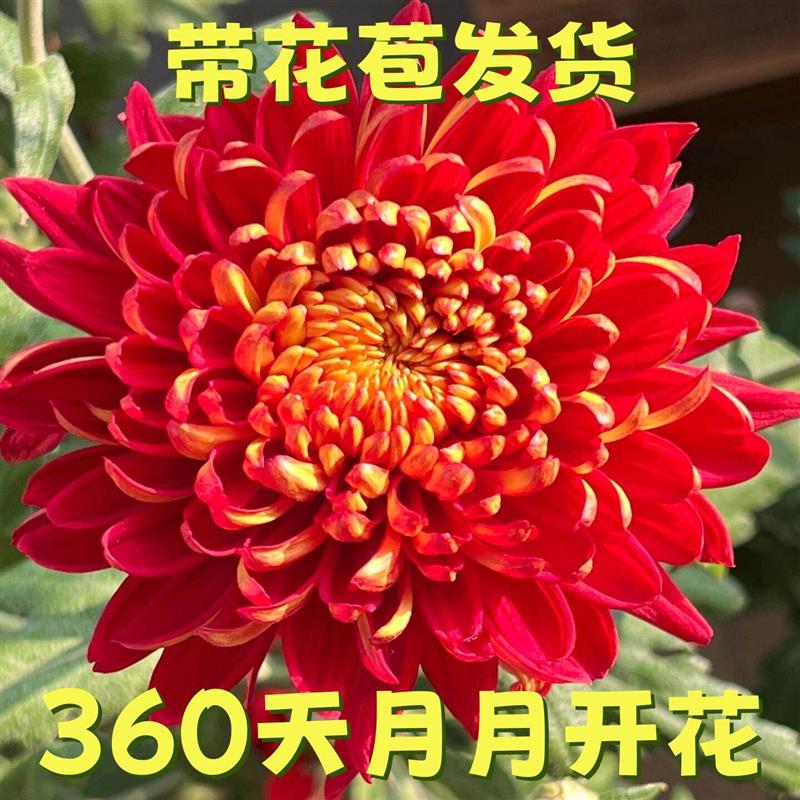 大菊花苗食用菊花盆栽荷兰菊室内外阳台庭院种植当年开花