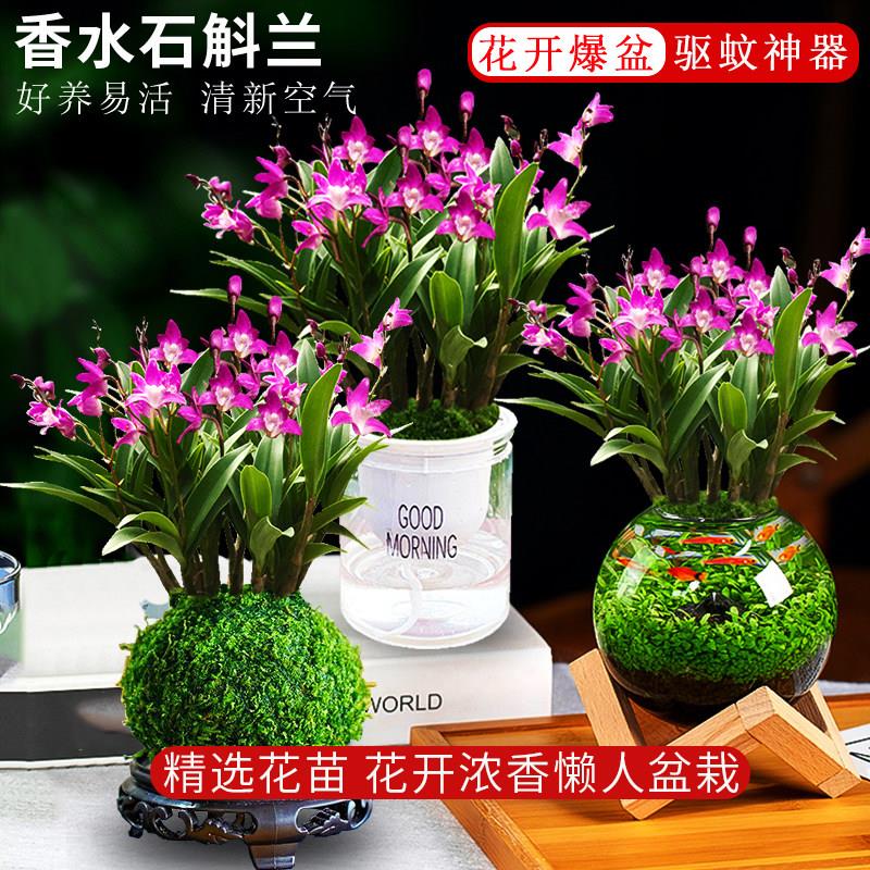 七彩香水石斛兰盆栽带花四季开花室内花卉绿植浓香型兰花水培植物
