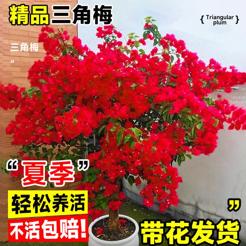 三角梅盆栽重瓣绿漳红樱爬藤植物矮桩阳台树苗耐寒老桩带花卉