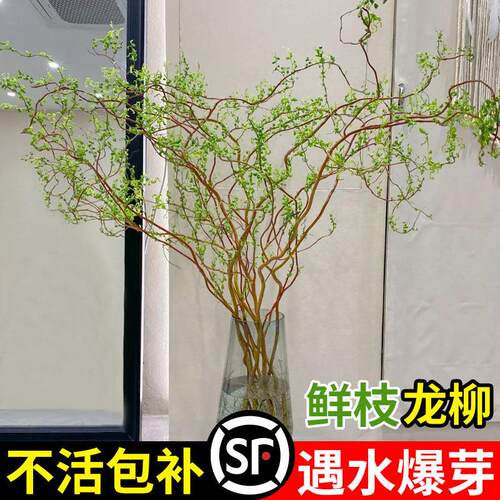 龙柳鲜枝水培绿植水养雪柳干支带花苞鲜切植物花卉室内吊钟盆栽