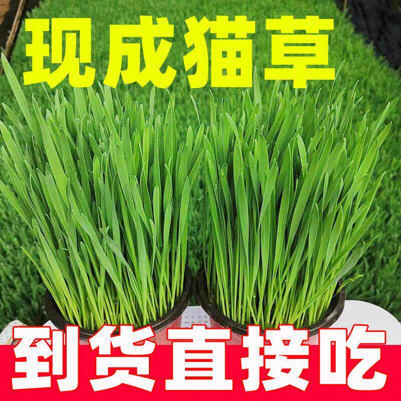猫零食猫草已长好即食盆栽已种好新鲜小麦草兔子龙猫荷兰猪去毛球