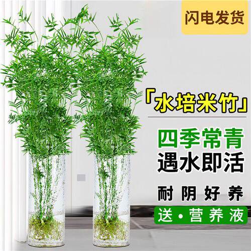 水培米竹室内水培植物水养观音竹富贵竹南天竹客厅懒人高档绿植