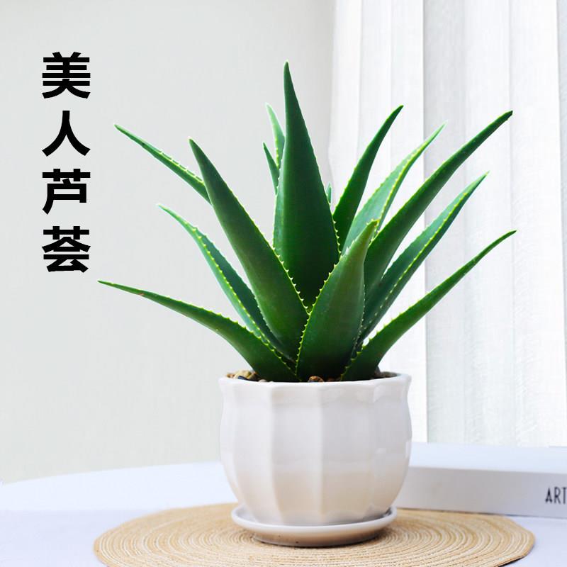 芦荟盆栽美容可食用室内净化空气清新植物办公室桌面好养易活绿植