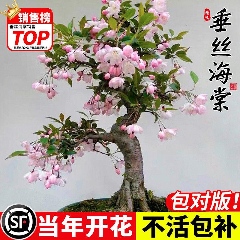 垂丝海棠花盆栽树苗老桩绿植物室内庭院阳台好养观赏花卉耐寒耐冻