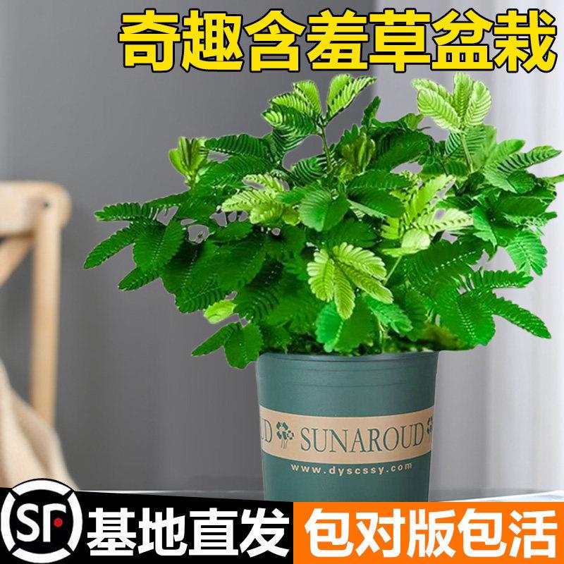 含羞草盆栽室内阳台小植物四季常青害羞草怕羞草彩色花苗趣味植物