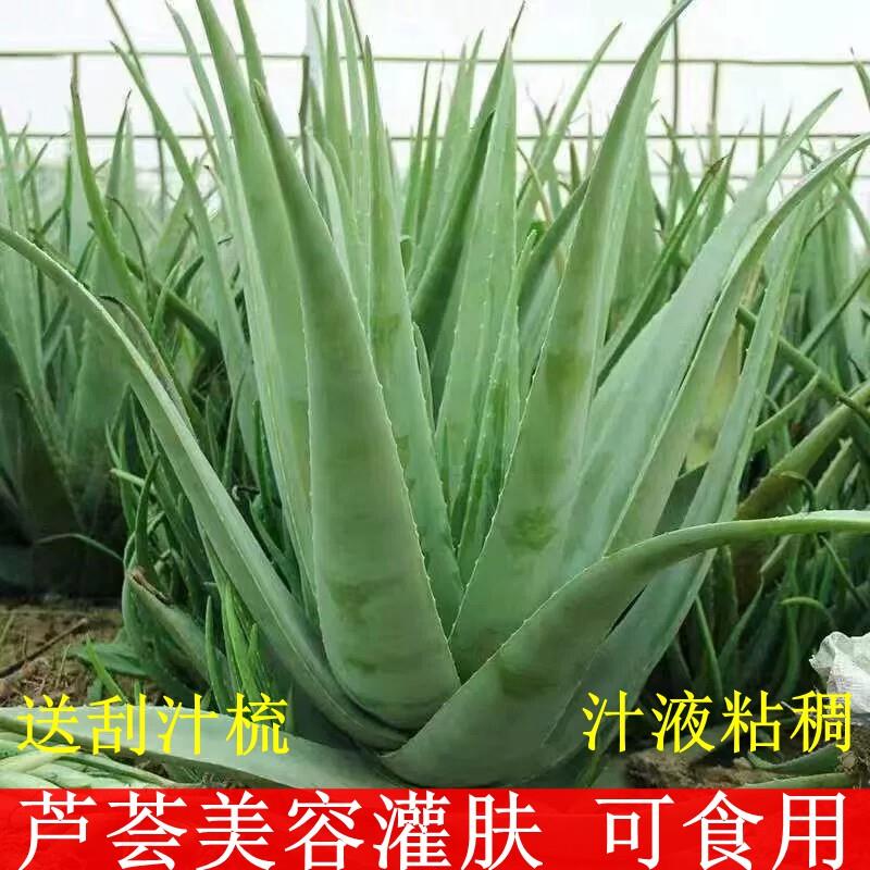 库拉索芦荟盆栽美容芦荟植物可食用芦荟绿植芦荟苗芦荟美容院专用