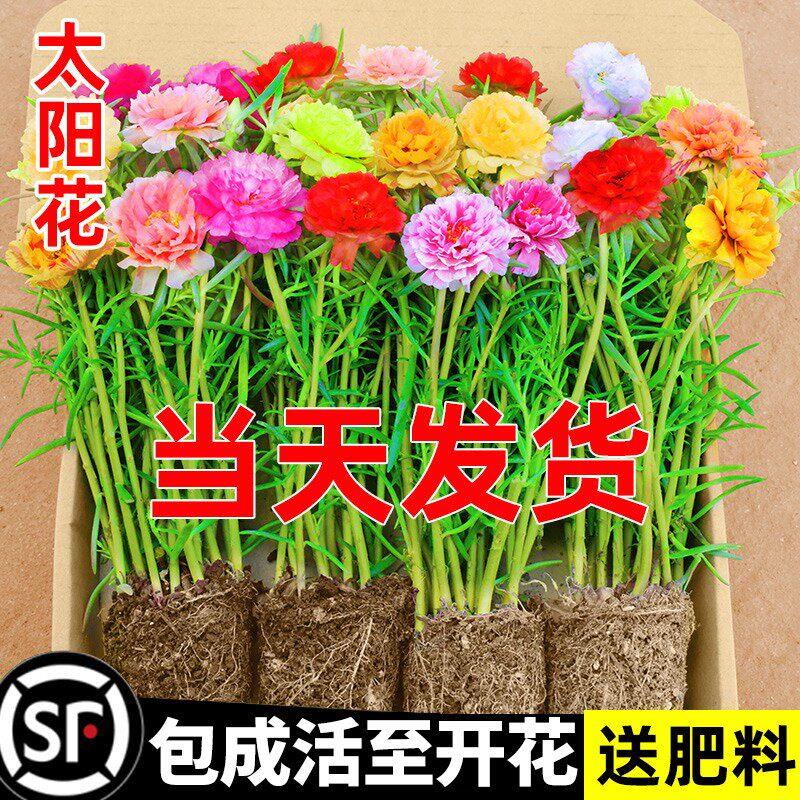 太阳花苗重瓣大花种孑子带盆栽大花籽苞卉绿植室内外庭院