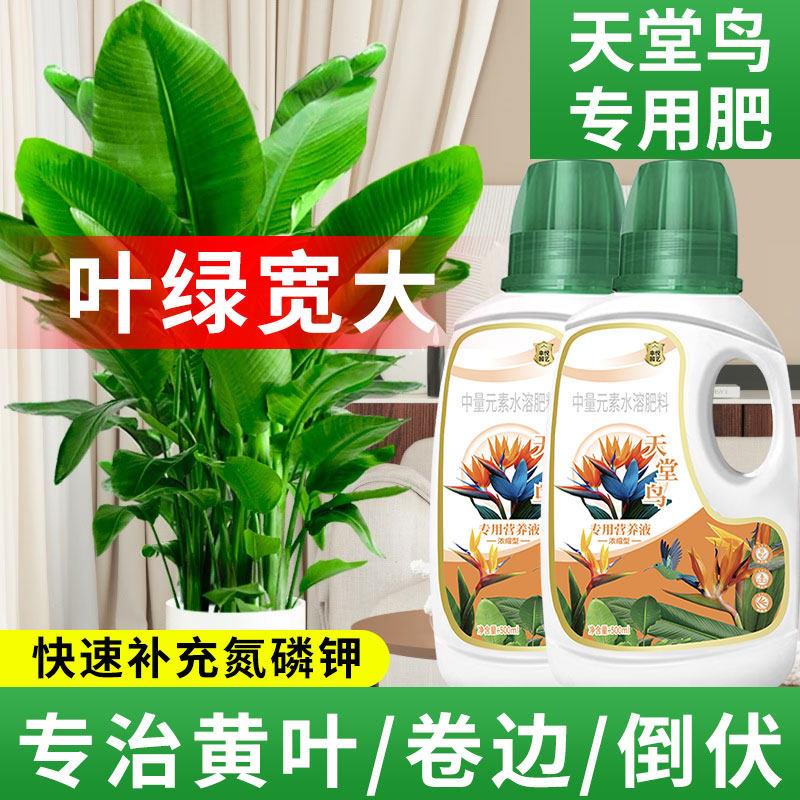 天堂鸟营养液黄叶卷边客厅绿植物治开裂鹤望兰花肥天堂鸟专用肥料