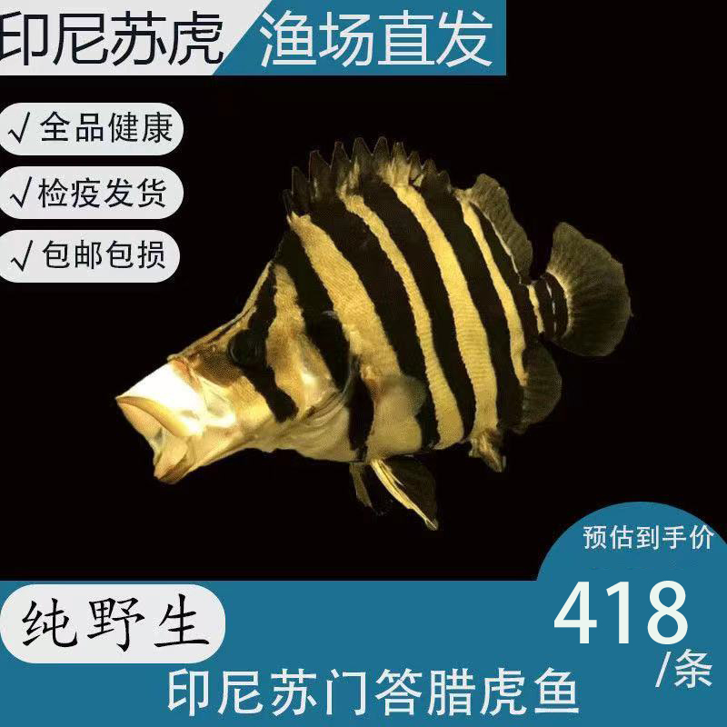 大型三纹虎练手全品健康热带鱼