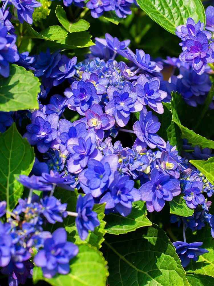 绣球卑弥呼重瓣大花可调色阳台盆栽花卉直立好