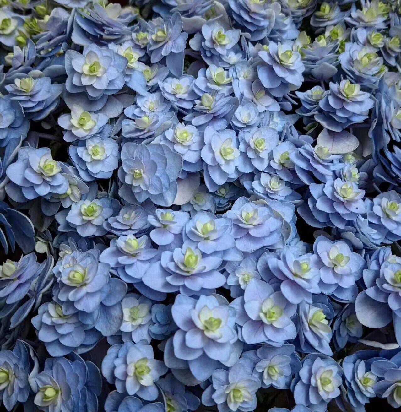 你我系列重瓣绣球你我的惊喜大花可变色直立灌木花苗