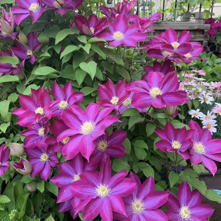 铁线莲粉香槟三类早花大花带香味阳台庭院盆栽花苗