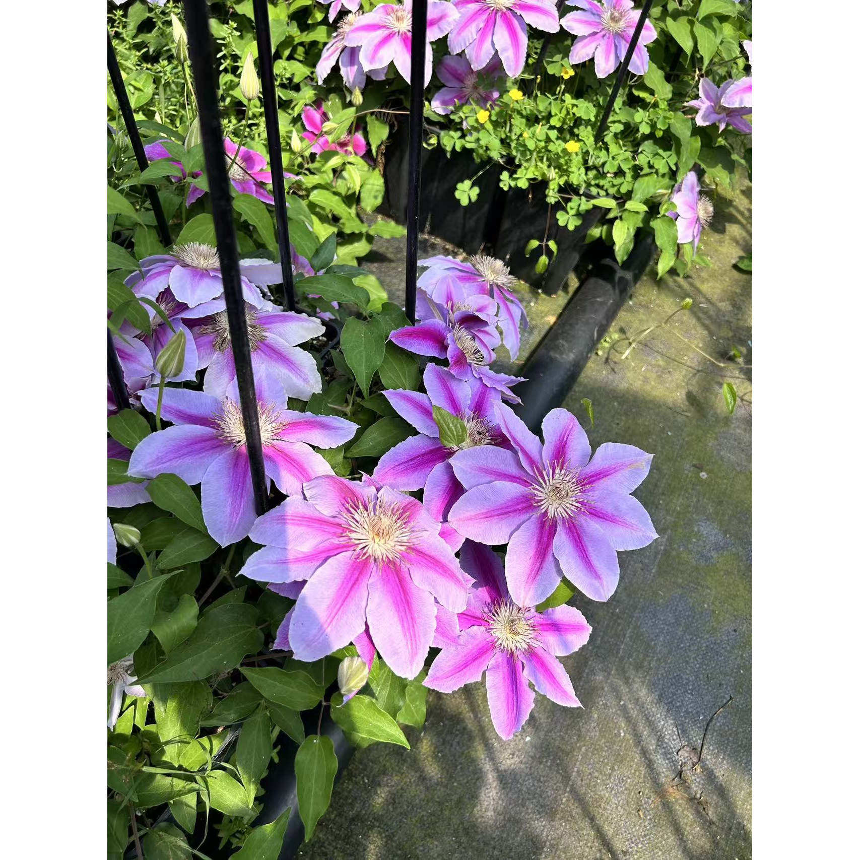 铁线莲蜜蜂之恋大花多季开花盆栽庭院花园爬藤植物花苗