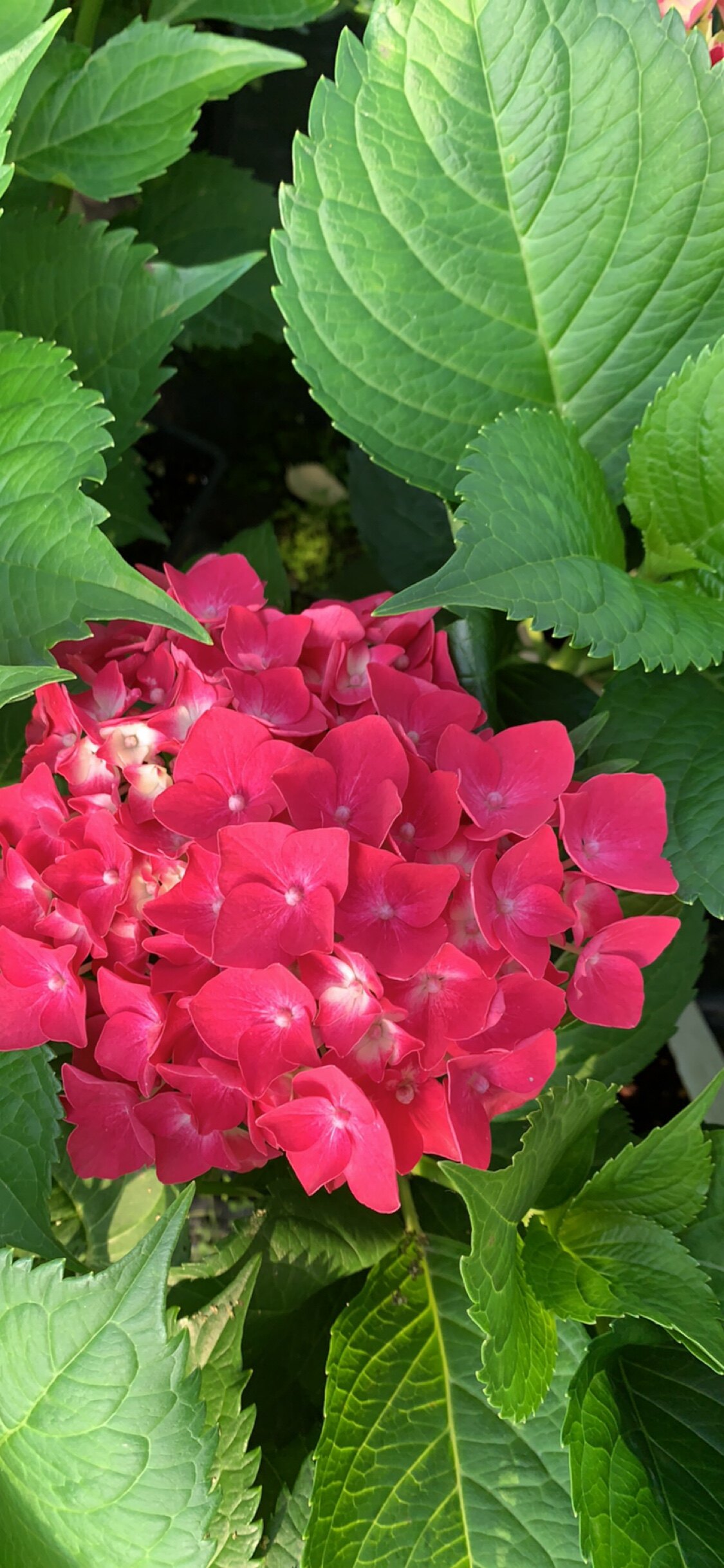 绣球玫红妈妈红色大花阳台庭院盆栽花苗直立好 满50包邮