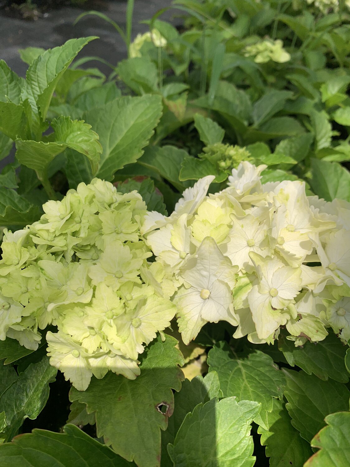 绣球魔幻系列翡翠白色绿色自然变色直立灌木多年生开花盆栽