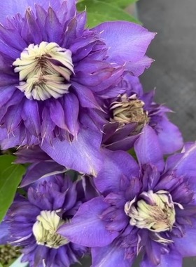 铁线莲水星2号紫色重瓣早花大花二类轻剪植物阳台盆栽花苗