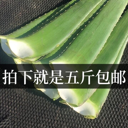 洗头护肤护发洗脸美国食用库拉索芦荟苗盆栽阳台绿色植物叶子叶片
