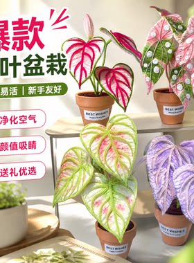 DIY扭扭棒绿植摆件仿真diy材料包