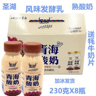 圣湖酸奶熟酸奶游牧风味整箱230g*8瓶装 青海老酸奶 PE瓶包邮