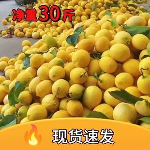 30斤装安岳黄柠檬一级鲜果大中小可选奶茶餐饮专用果皮薄肉厚汁多