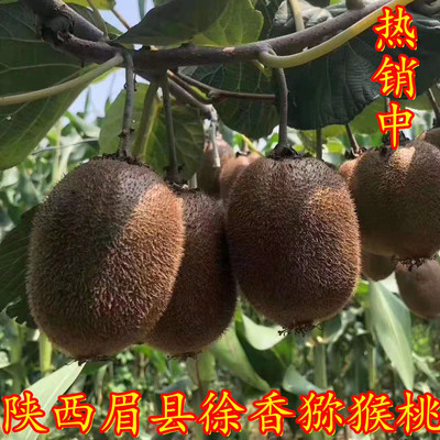 陕西眉县超甜新鲜水果徐香猕猴桃