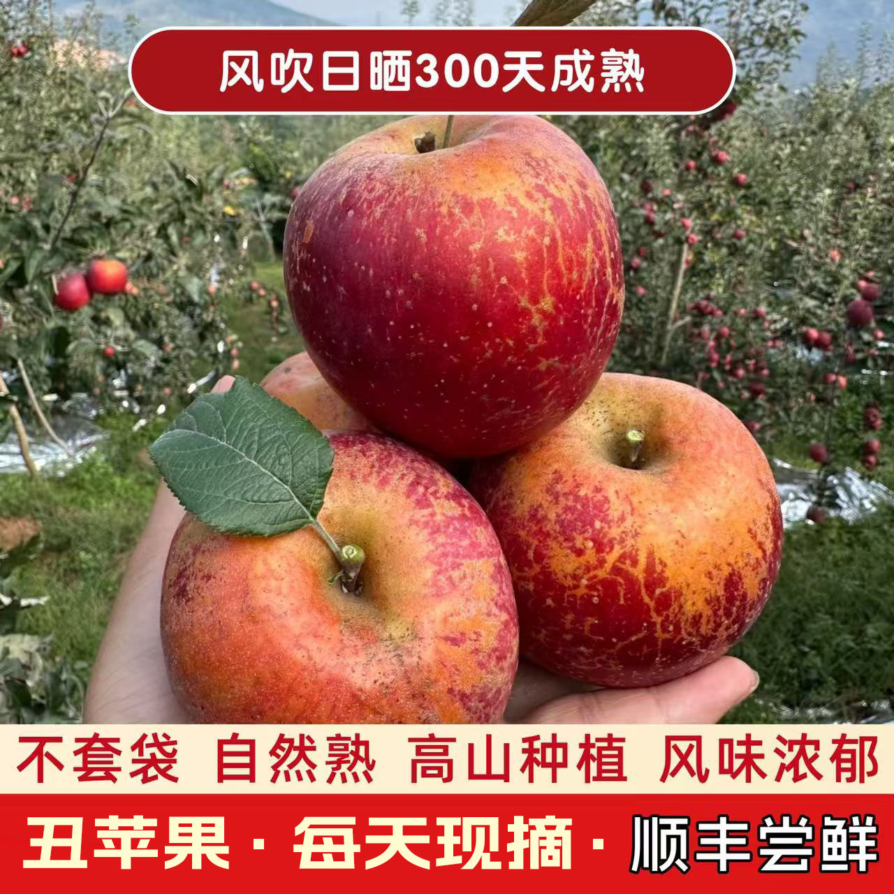 （顺丰）当季新鲜苹果正宗云南昭通冰糖心丑苹果精品大果5斤