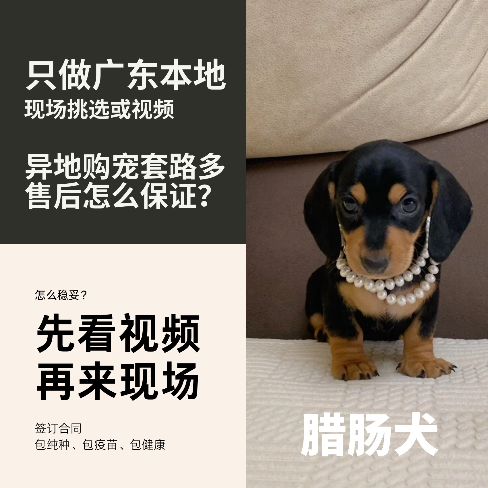 广州纯种腊肠幼犬活体腊肠狗双血统奶油色黄棕色黑铁包金宠物狗