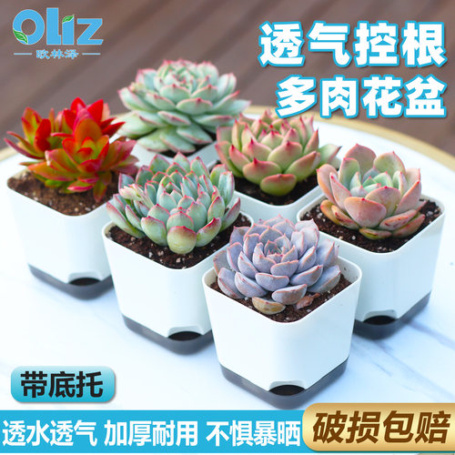 多肉花盆塑料大口径多肉专用盆栽自吸水创意桌面小号花盆特价清仓
