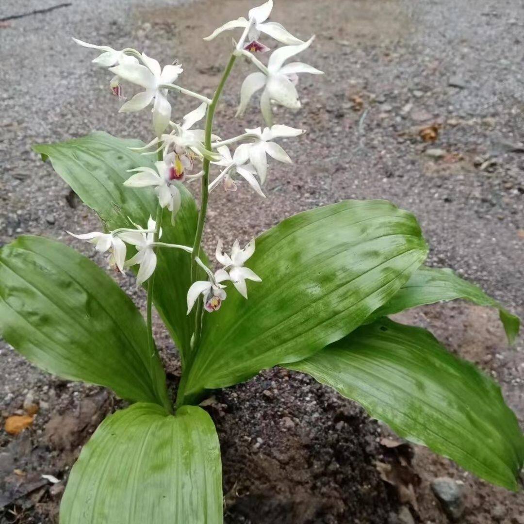 白花九子连环草苗    白花 虾脊兰