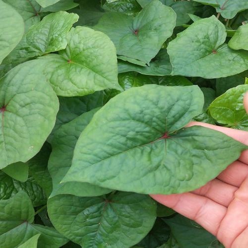 金荞麦 苦荞麦 荞麦当归 荞麦三七 金锁银开 铁拳头苗