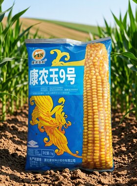 康农玉9号杂交玉米种硬粒型黄色饲料玉米种子玉米种子