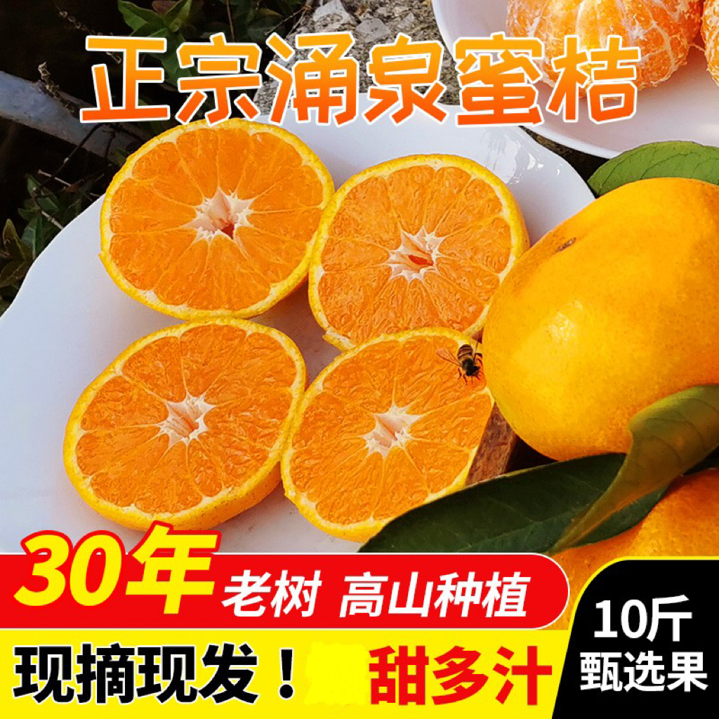 自家涌泉蜜桔高山老树小桔子