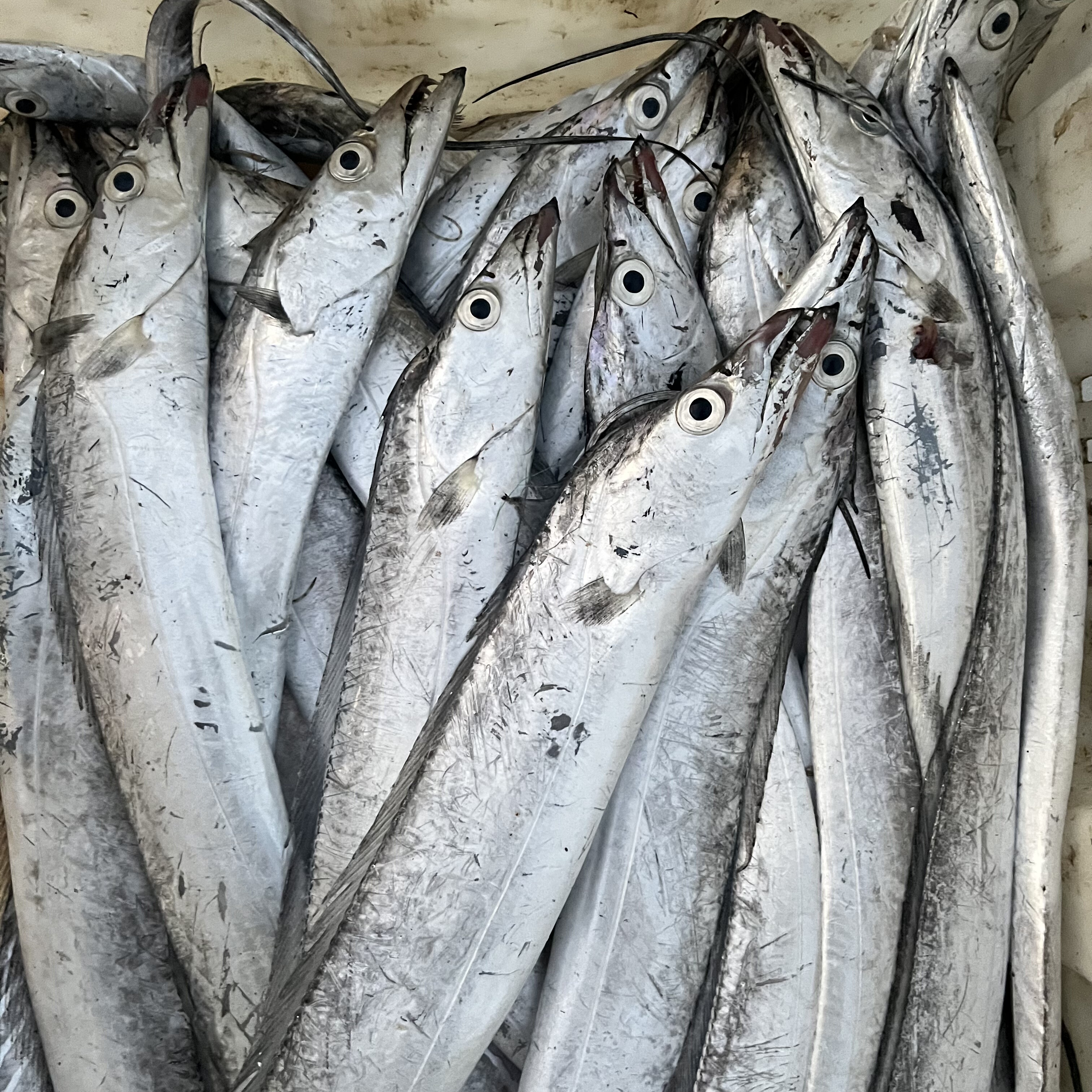 整条带鱼黄海小眼油带鱼新店福利