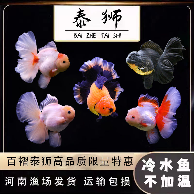 百褶泰狮金鱼樱花元宝玛丽观赏鱼兰寿菠萝头耐活冷水鱼国狮包活
