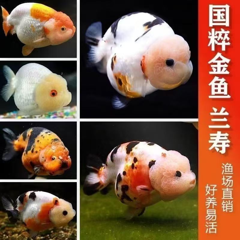 兰寿金鱼精品元宝体观赏鱼