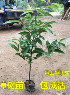 香樟树苗龙脑樟树驱蚊驱虫小叶香樟木树名贵苗木庭院绿化风景大树