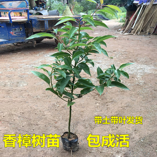 香樟树苗龙脑樟树驱蚊驱虫小叶香樟木树名贵苗木庭院绿化风景大树