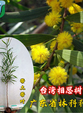 大叶相思台湾相思树苗马占相思