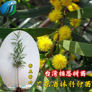 大叶相思台湾相思树苗马占相思造林复绿树山林速生树庭院遮荫常绿