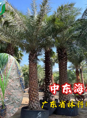 中东海枣树苗林刺葵热带别墅公园耐寒高档风景树银海枣棕榈科植物
