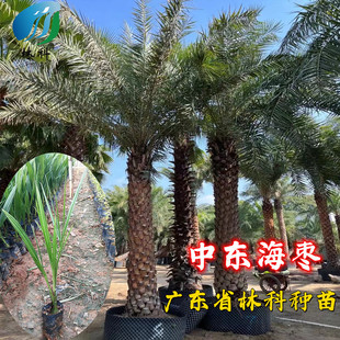 中东海枣树苗林刺葵热带别墅公园耐寒高档风景树银海枣棕榈科植物