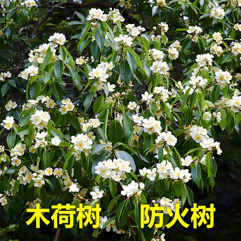 木荷树苗荷木树良种木荷绿化造林苗何树苗防火树种山地复绿树耐旱