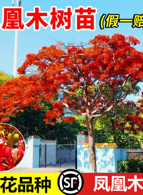 凤凰木树苗名贵风景树庭院树常绿