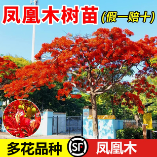 凤凰木树苗红花楹小苗金凤花大树名贵风景树庭院绿化盆栽四季常绿