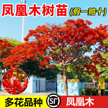 凤凰木树苗红花楹小苗金凤花大树名贵风景树庭院绿化盆栽四季常绿
